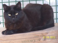 /album/algunos-de-nuestros-gatos-para-apadrinar/figaro-g-1-1-jpg/